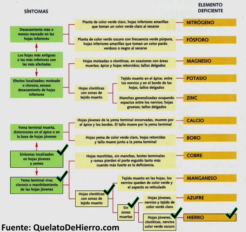 como detectar carencias de microelementos